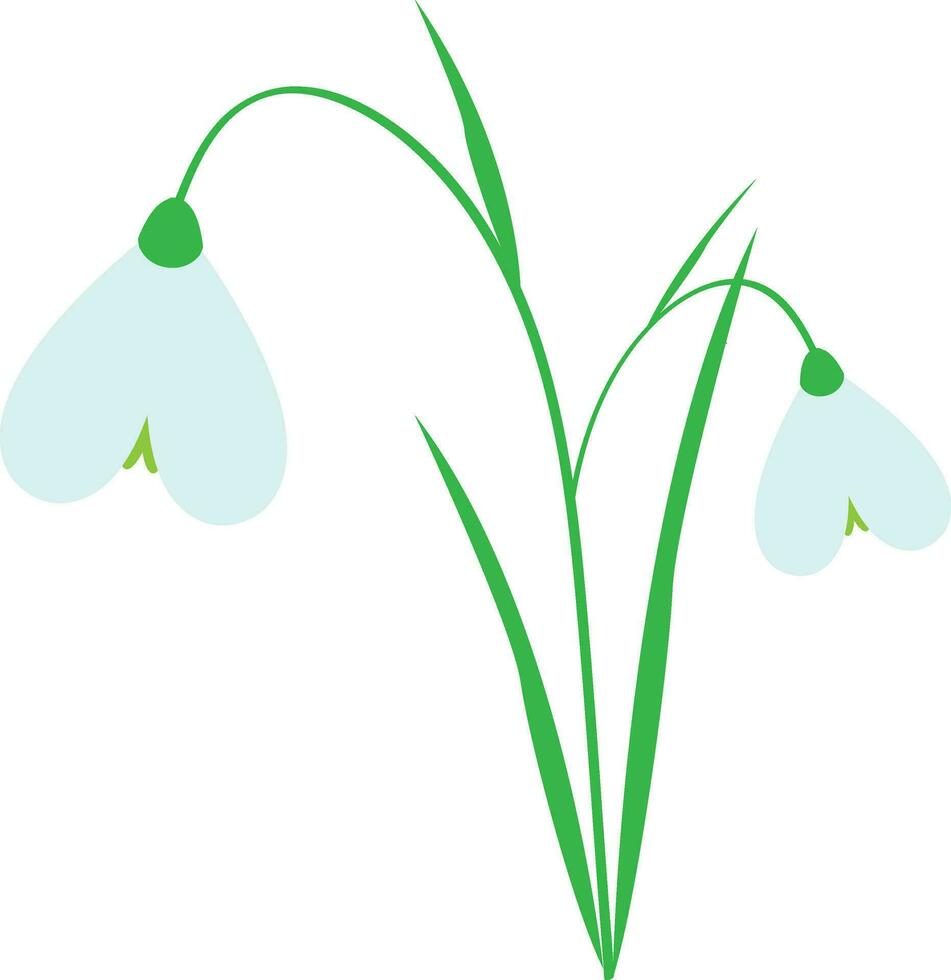 White snowdrop flower. Sign of spring. Vector illustration.