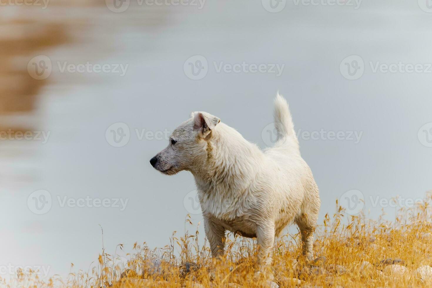 Dog breed Jack Russell Terrier in nature in the wild photo