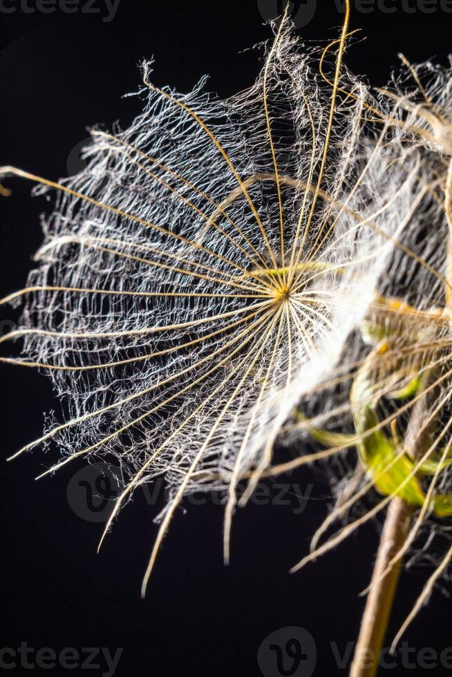 Abstract background screensaver closeup of dandelion flower and its seeds photo