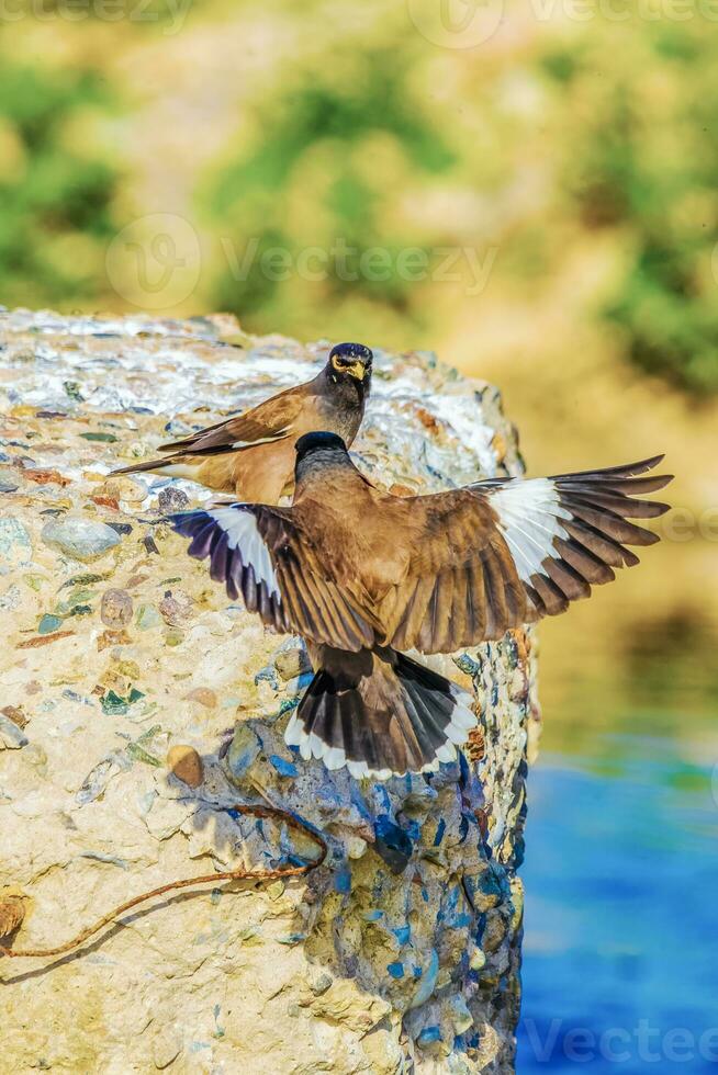 Background with a beautiful bird in the myna wild nature photo