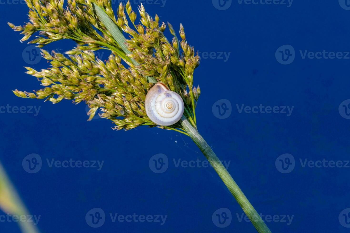 Background with a white snail in the form of a spiral on plants and against a blue sky photo