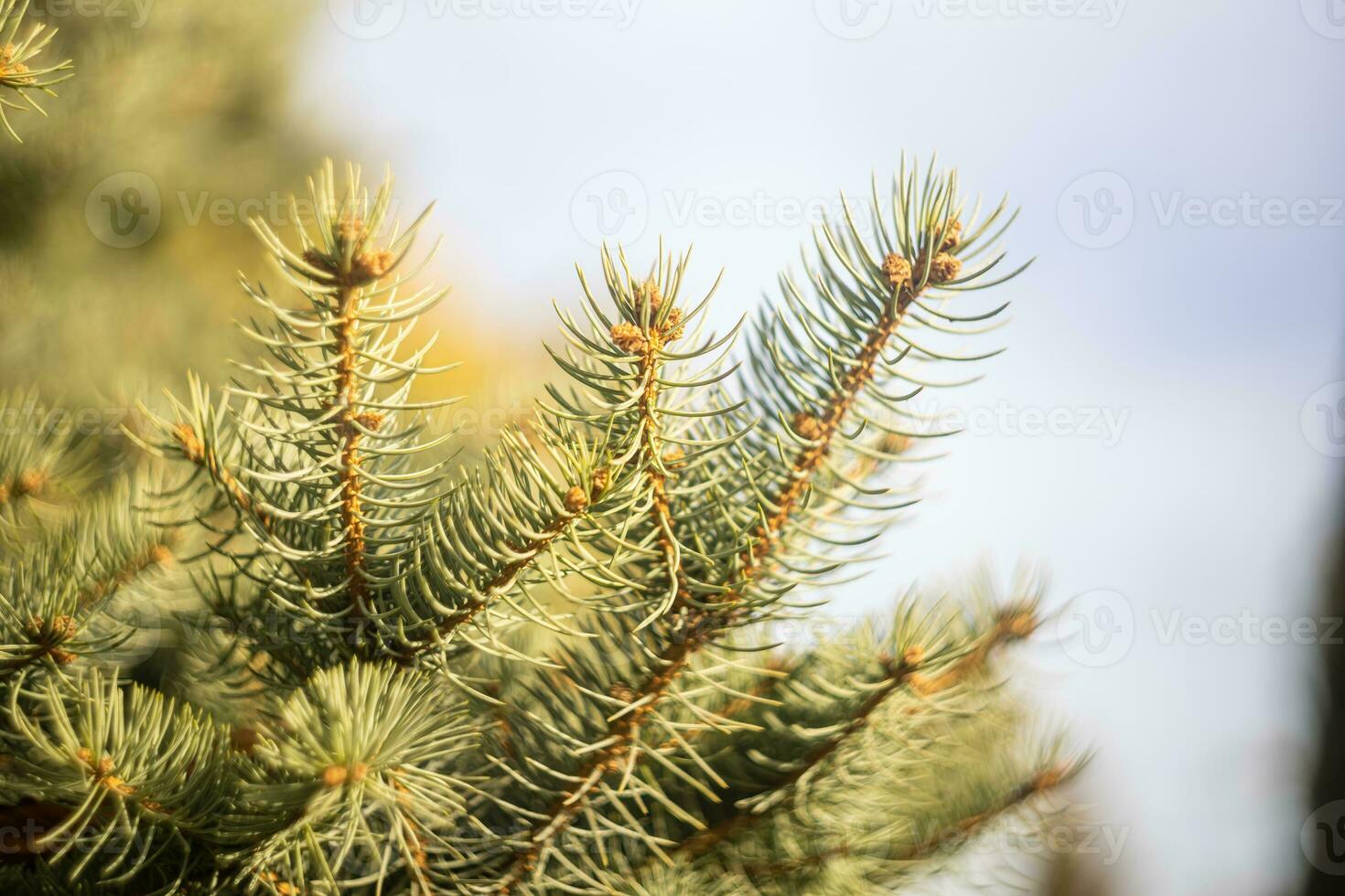 Coniferous spruce tree with needles for Christmas decoration close-up. photo