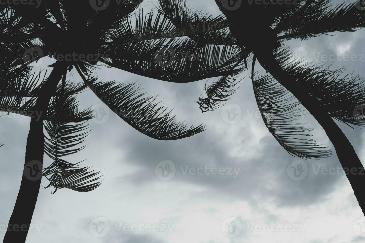 See sky through coconut tree leaves. photo