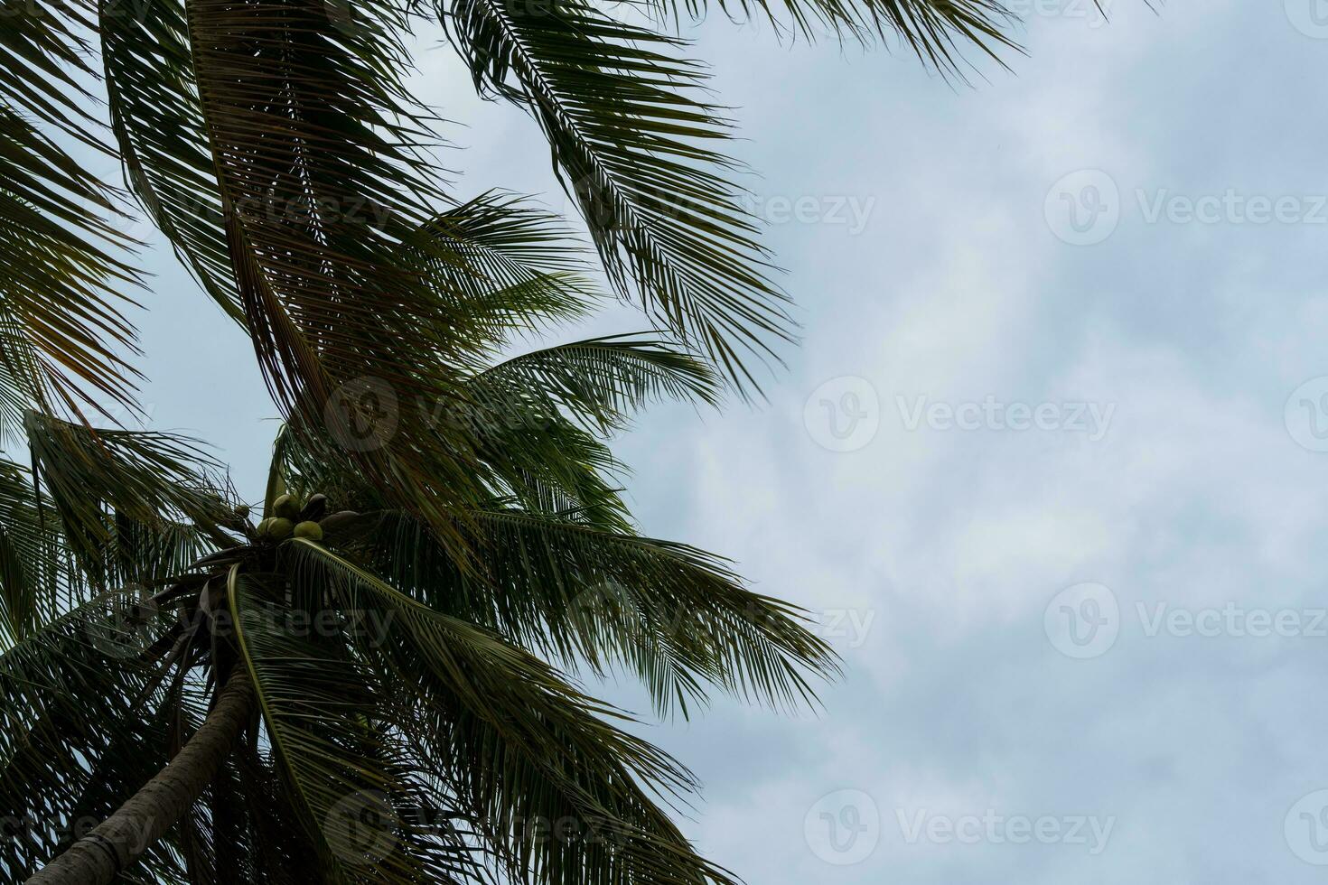 Under coconut trees, Copy space and free space area photo
