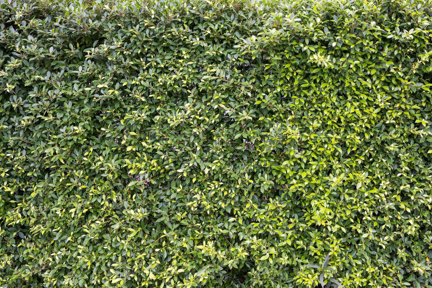 Small green leaves texture background with pattern. photo