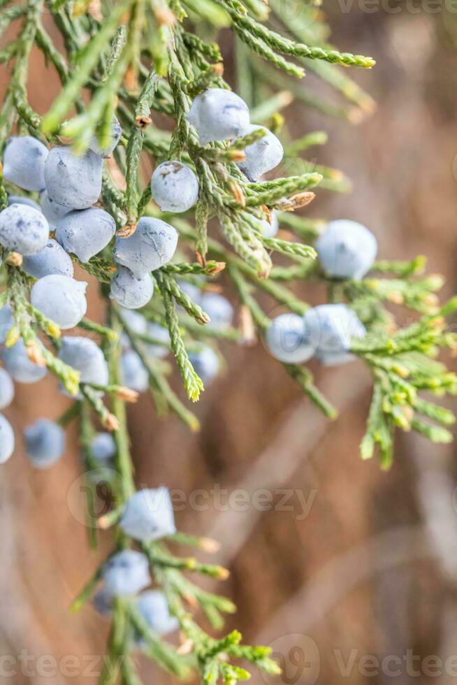 foto de verde enebro natural medicina y especia