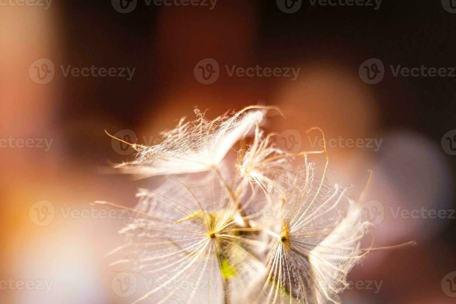 Abstract background screensaver closeup of dandelion flower and its seeds photo