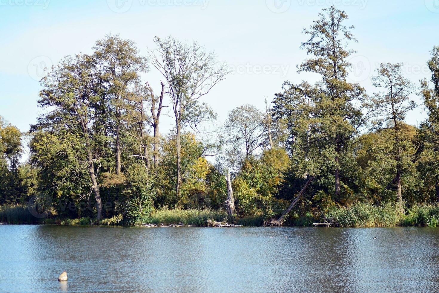 Lake in the park photo