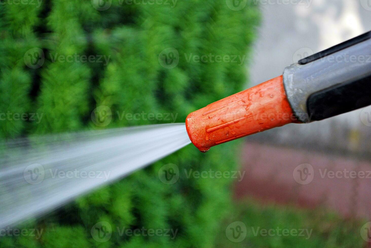 Water spraying from a garden hose photo