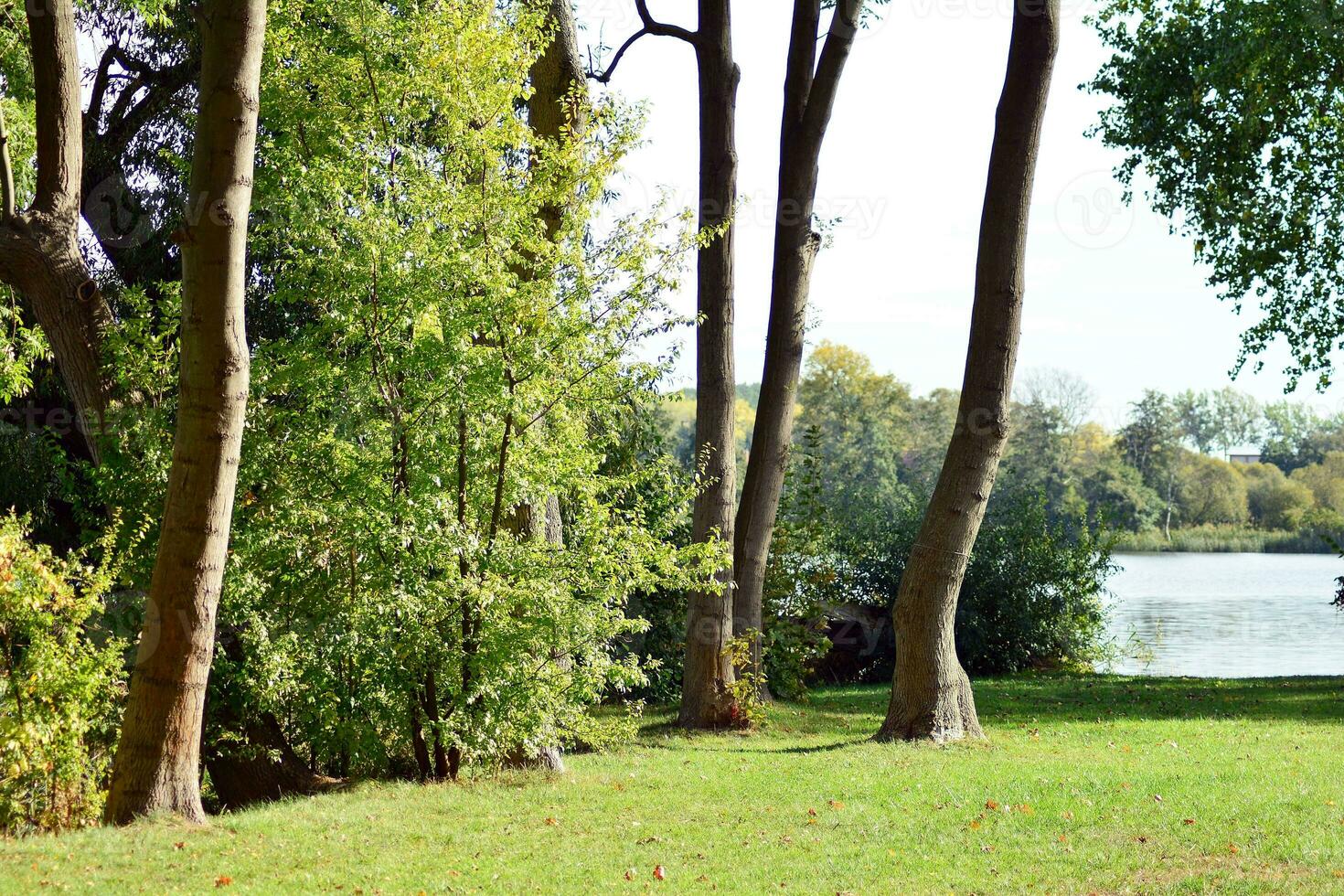 Green trees in the city park photo