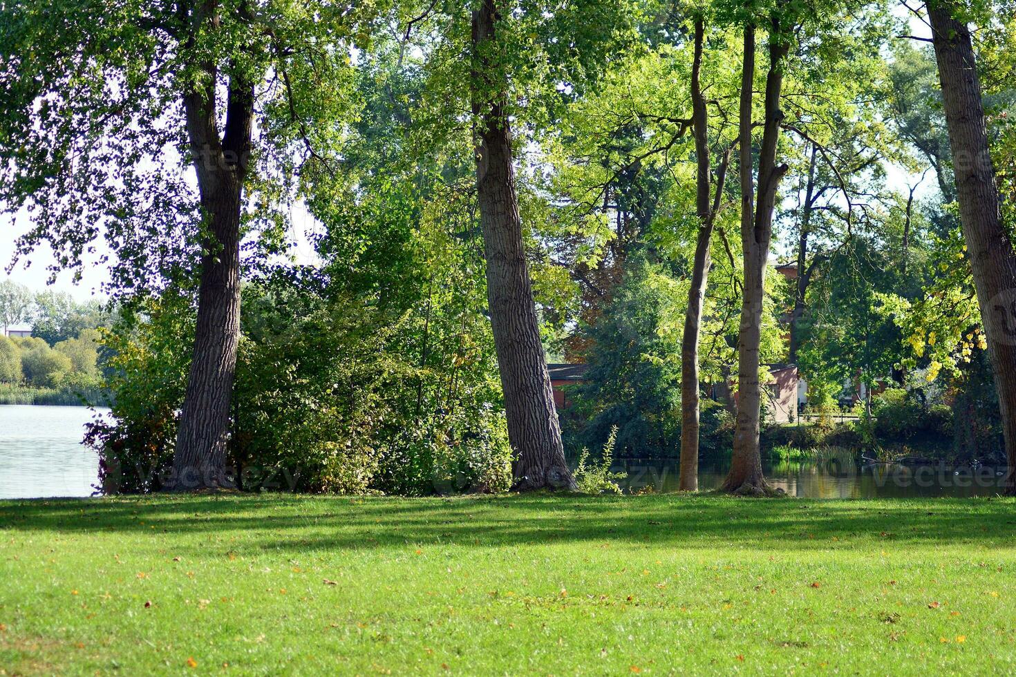 verde arboles en el ciudad parque foto