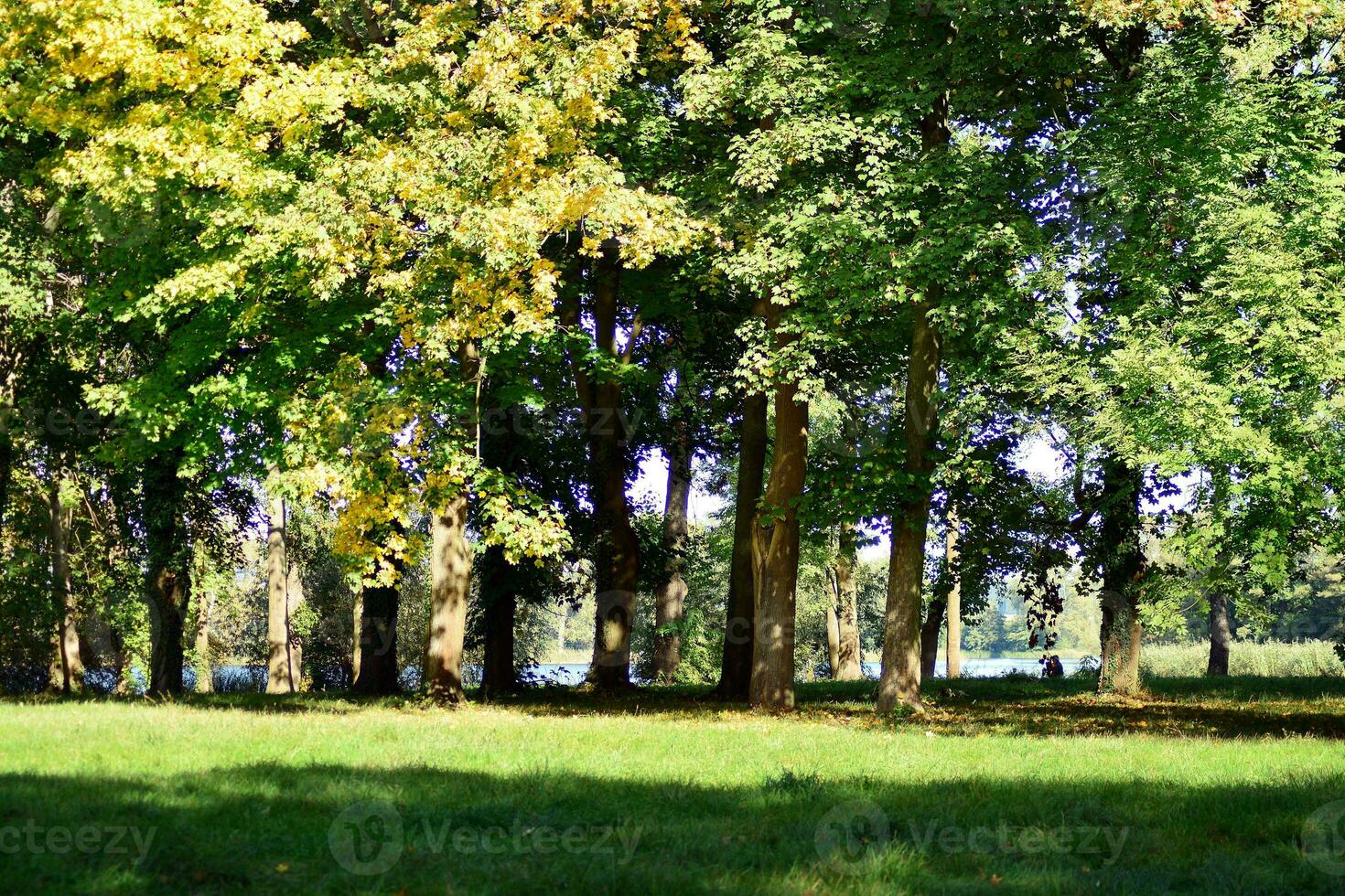 verde arboles en el ciudad parque foto