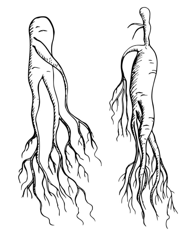 Wild ginseng root medicinal plant hand drawn engraved sketch vector illustration.Botanical East herb Ingredient for food, tea alternative, medicine for logo, print, paper, card, template, flyer, label