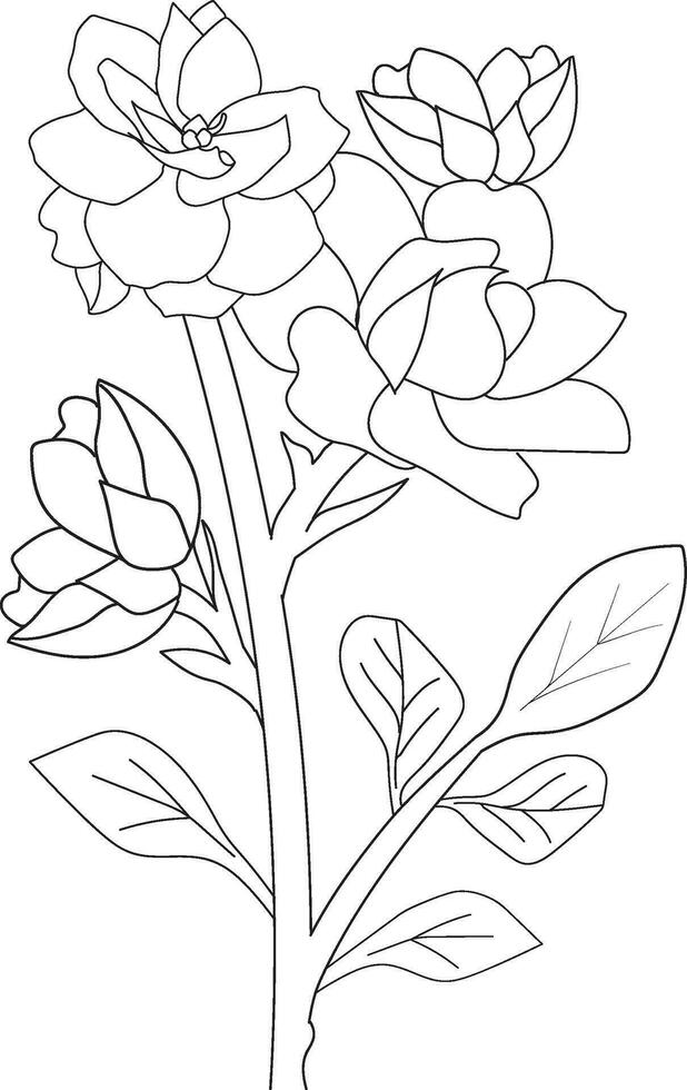 gardenia magnolia colorante paginas fácil gardenia flor dibujo, lápiz gardenia flor dibujo, botánico gardenia dibujo, botánico gardenia dibujos vector