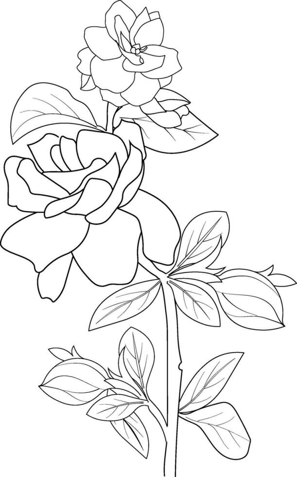 gardenia magnolia colorante paginas fácil gardenia flor dibujo, lápiz gardenia flor dibujo, botánico gardenia dibujo, botánico gardenia dibujos vector