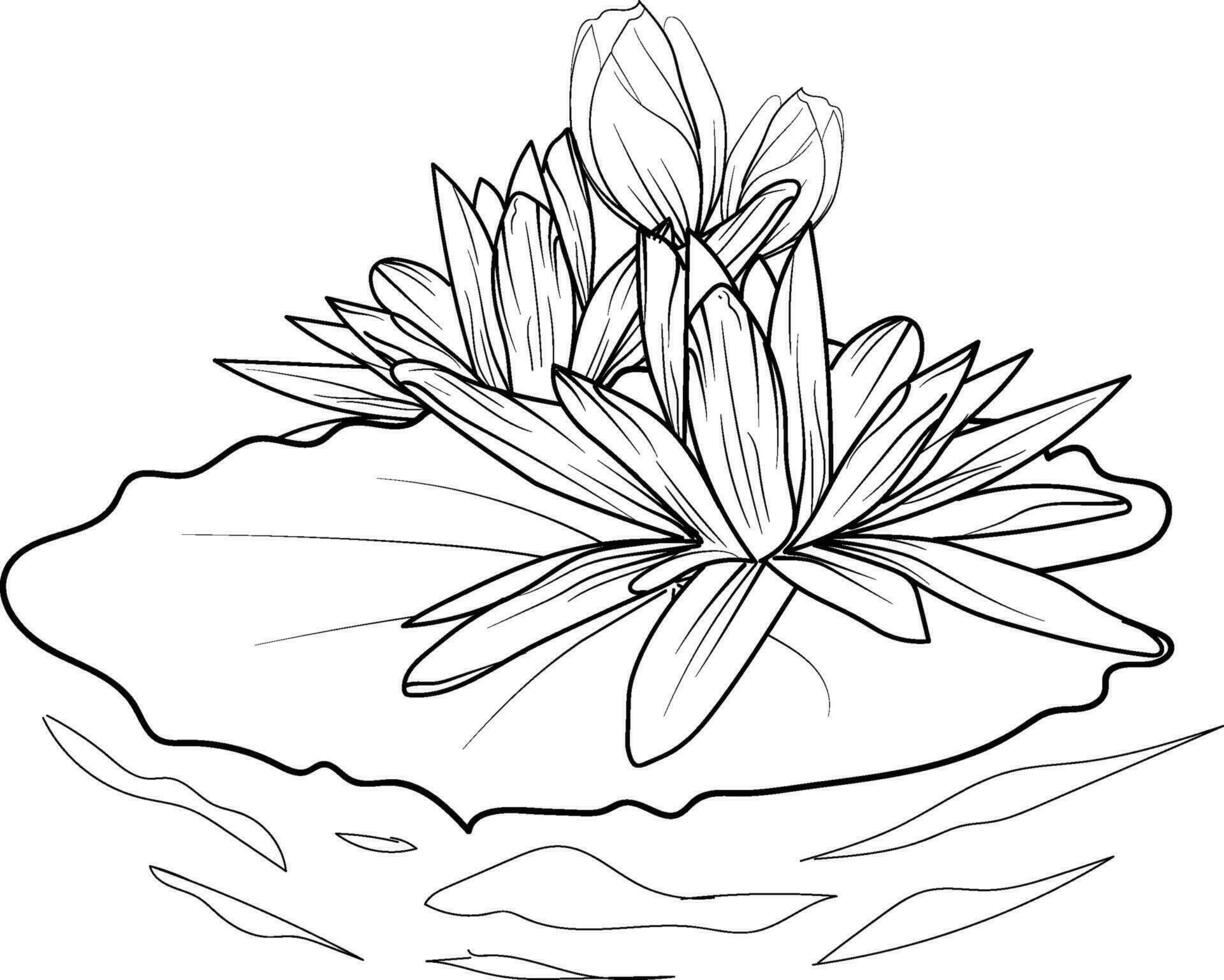 Nymphaea water lily drawings, outline water lily drawing, outline water lily flower drawing, black and white water lily drawing, sketch water lily drawing, hand drawn sketch water lily drawing vector