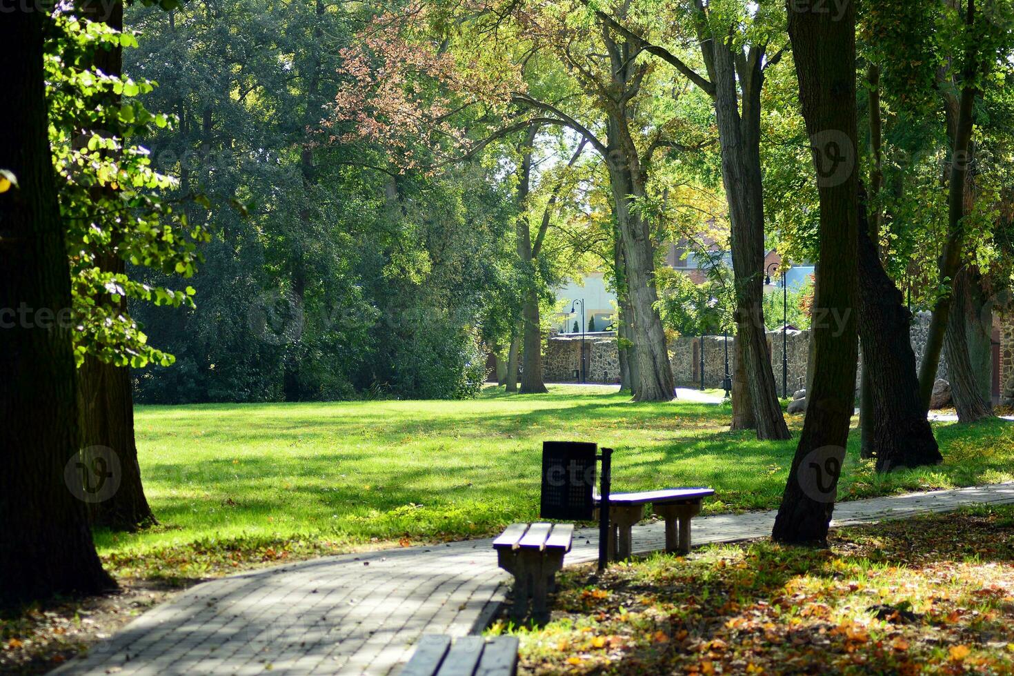 Green trees in the city park photo