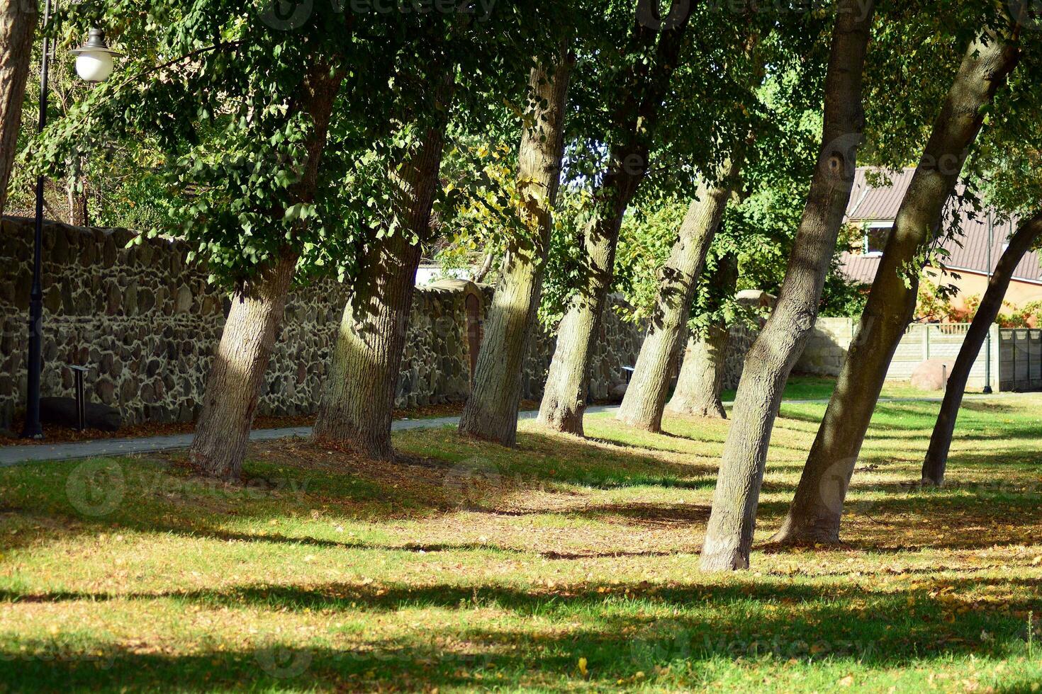 Green trees in the city park photo