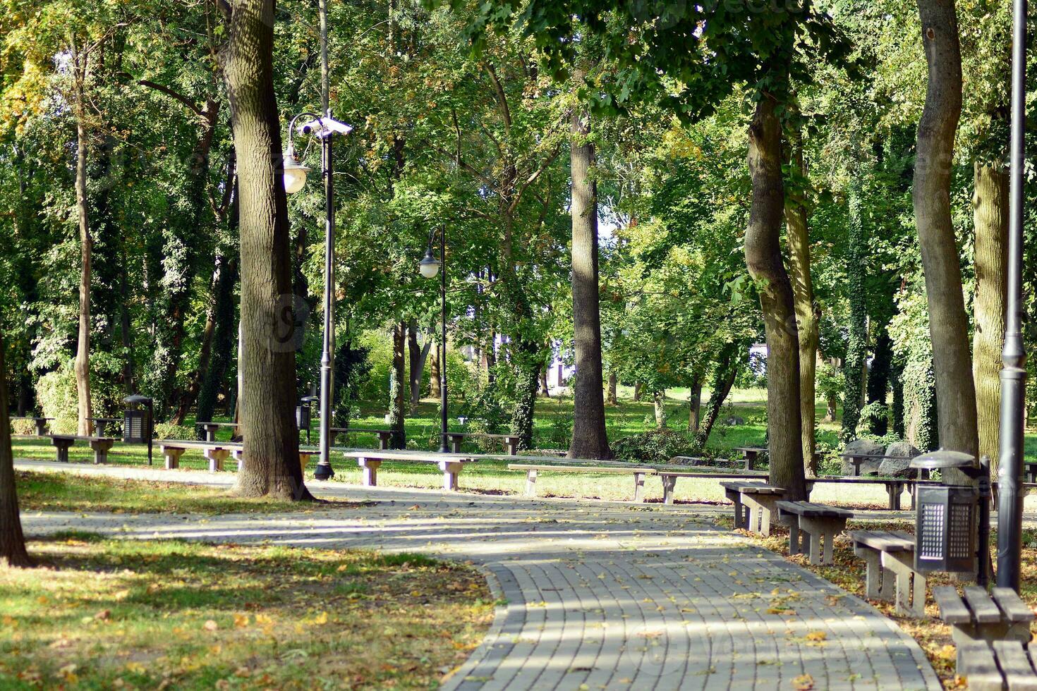 Green trees in the city park photo