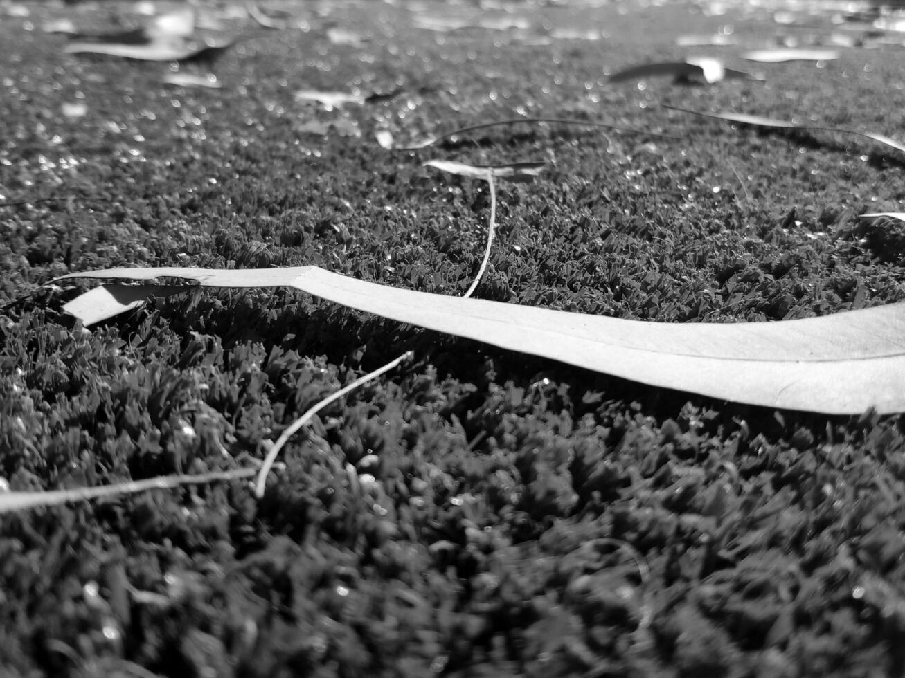 Black and white grass background close view, grayscale grass photo