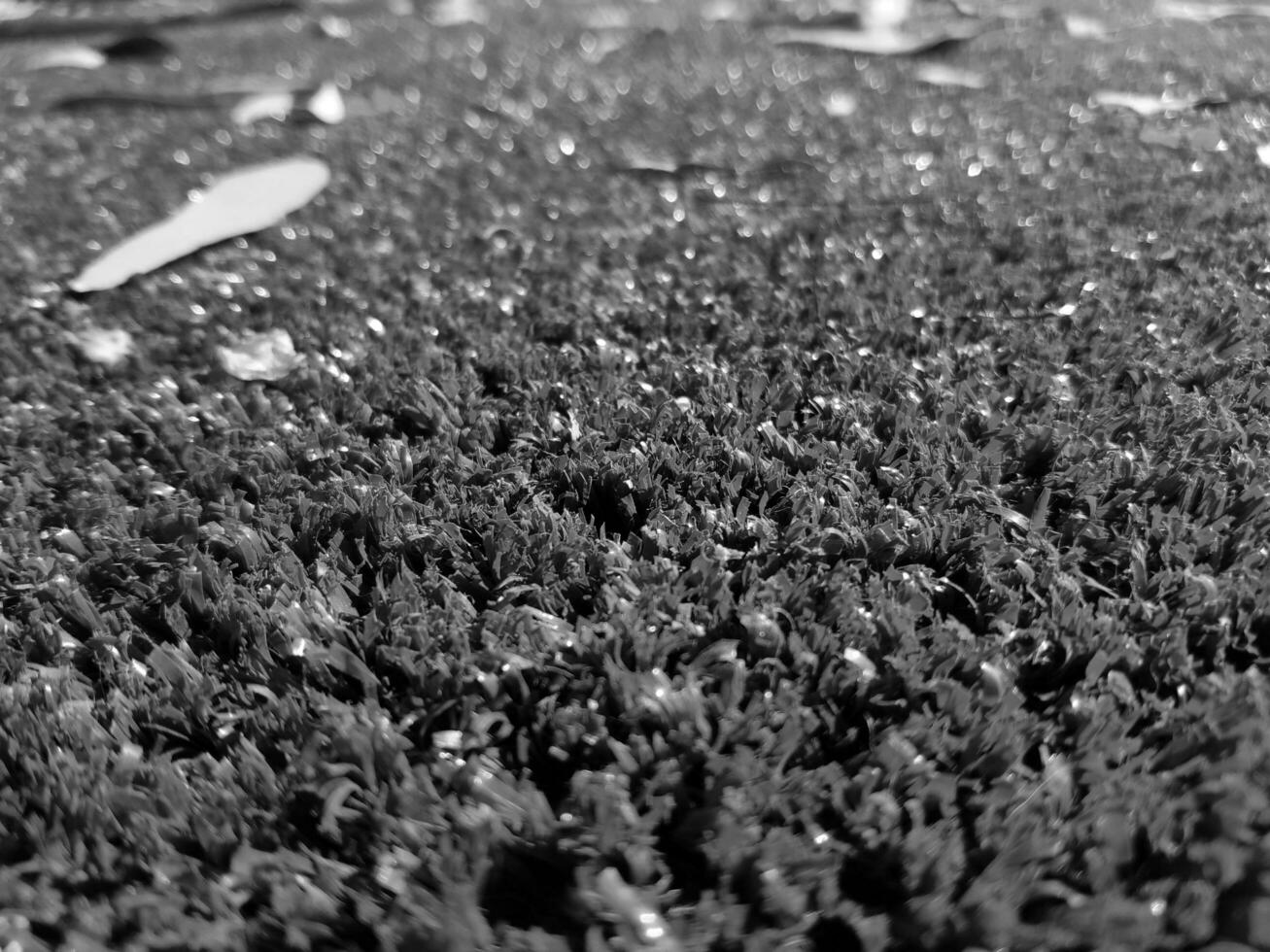 Black and white grass background close view, grayscale grass photo