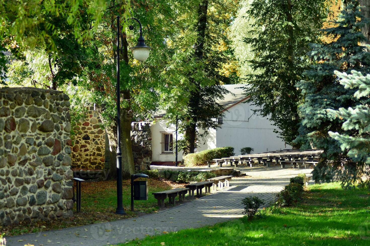 Green trees in the city park photo