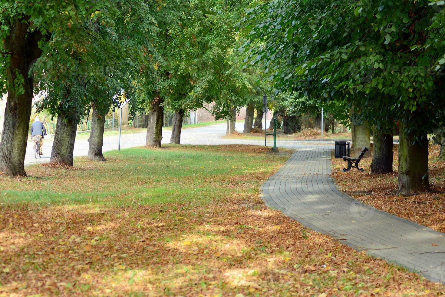 Green trees in the city park photo