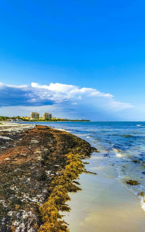 Tropical Caribbean beach water seaweed sargazo Playa del Carmen Mexico. photo