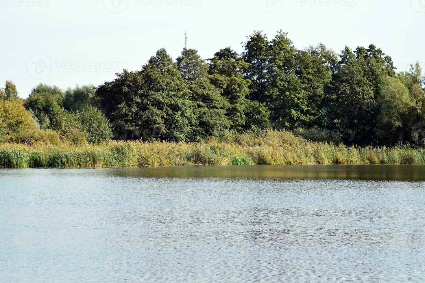 lago en el parque foto