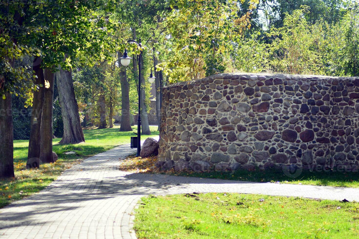 Green trees in the city park photo
