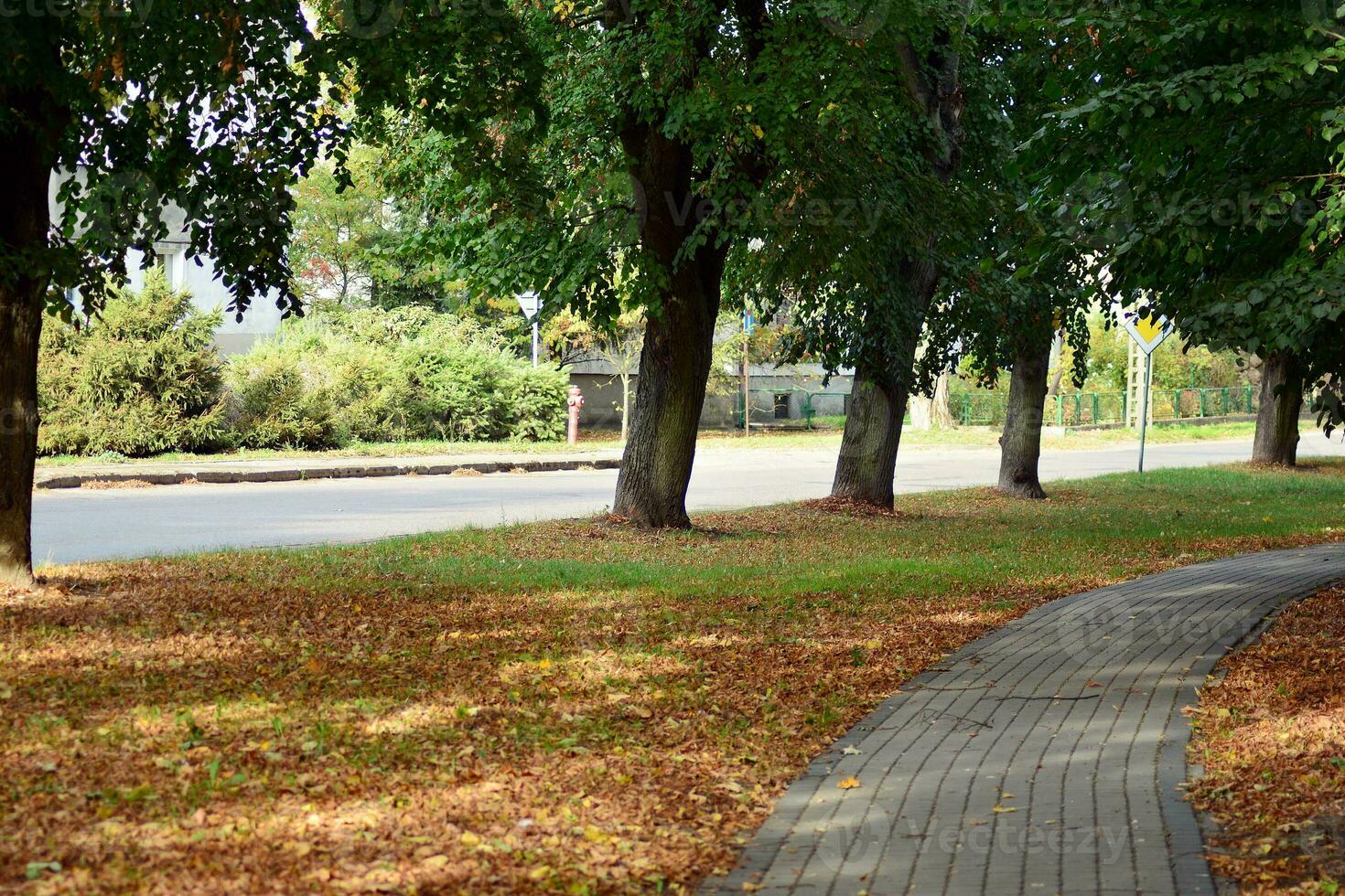 Green trees in the city park photo