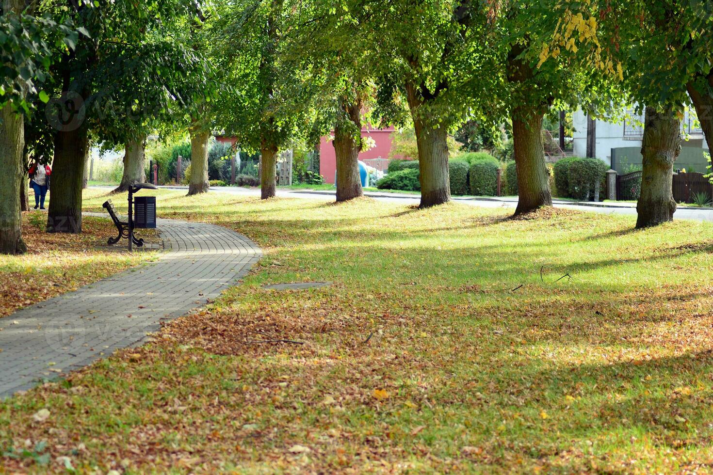 Green trees in the city park photo