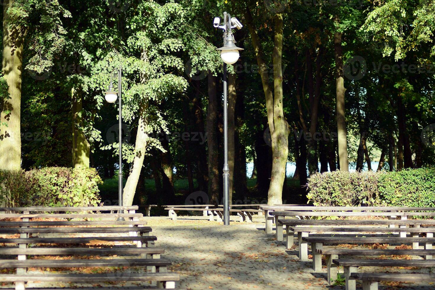 Green trees in the city park photo