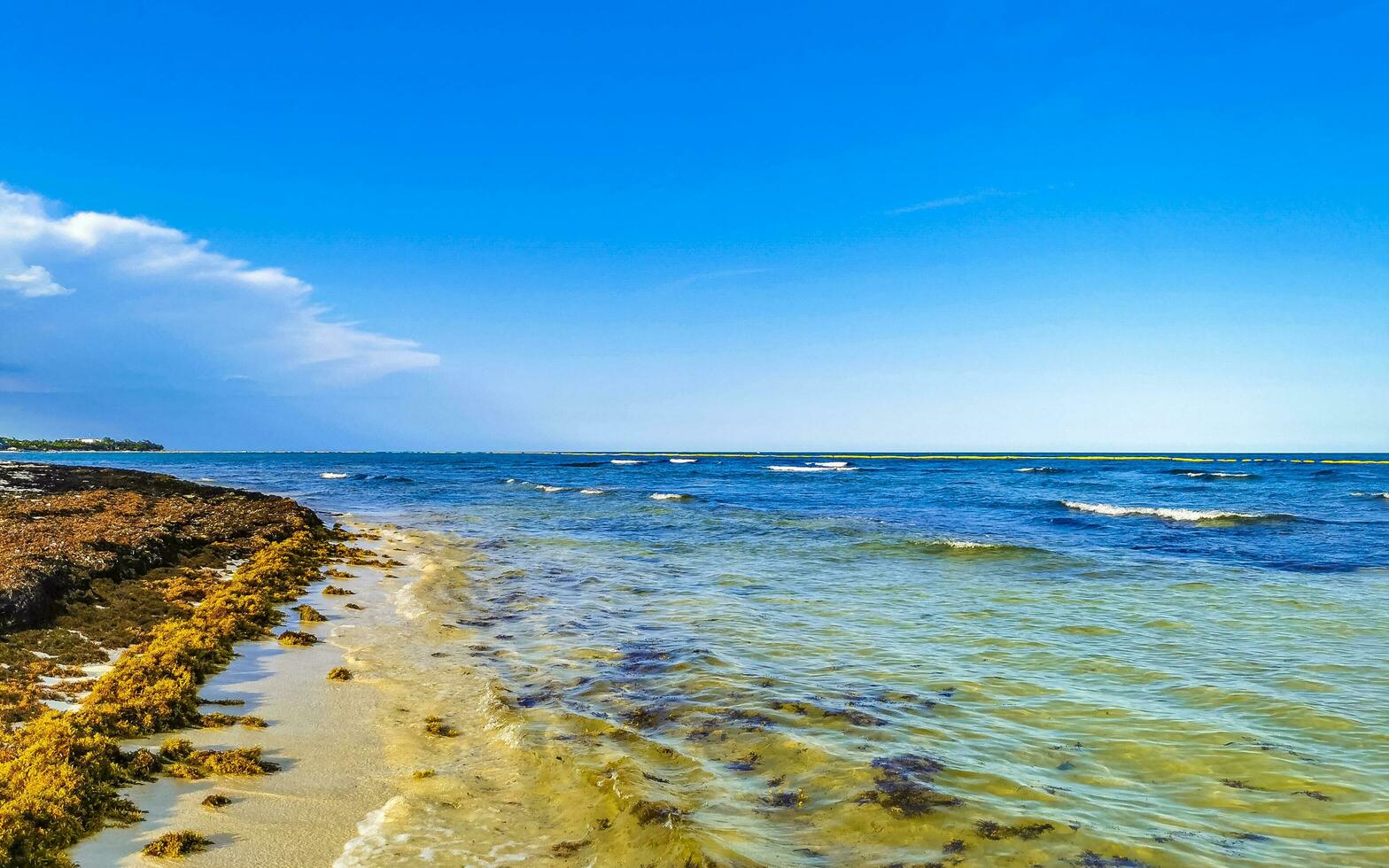 Tropical Caribbean beach water seaweed sargazo Playa del Carmen Mexico. photo