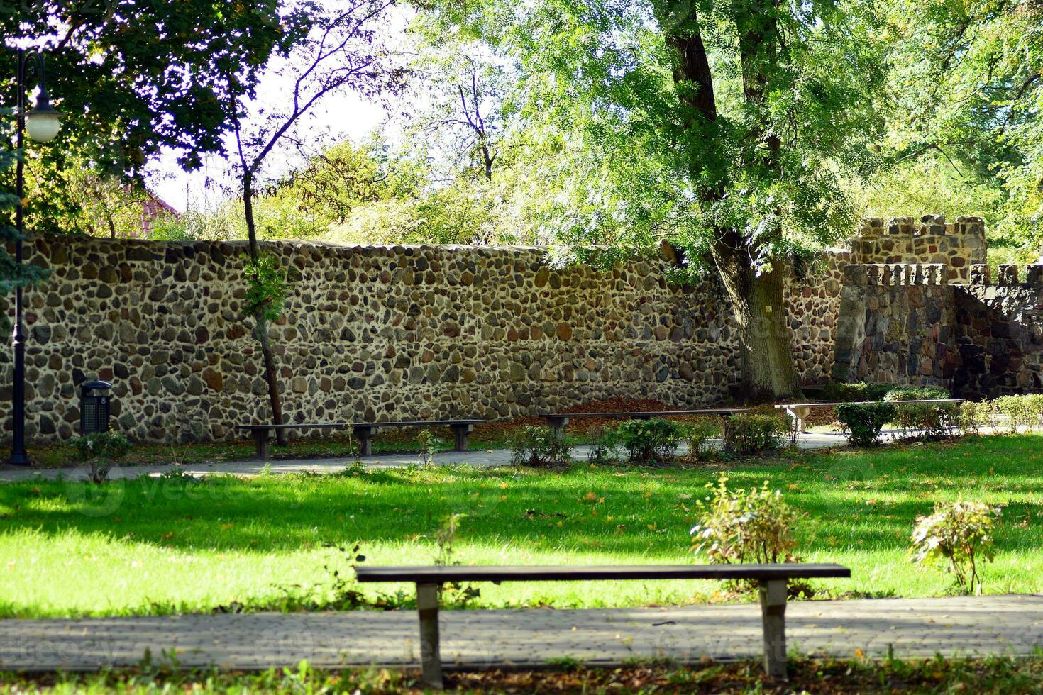 Green trees in the city park photo