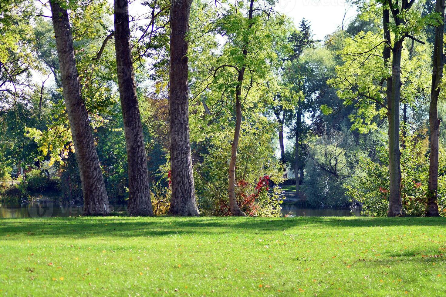 Green trees in the city park photo