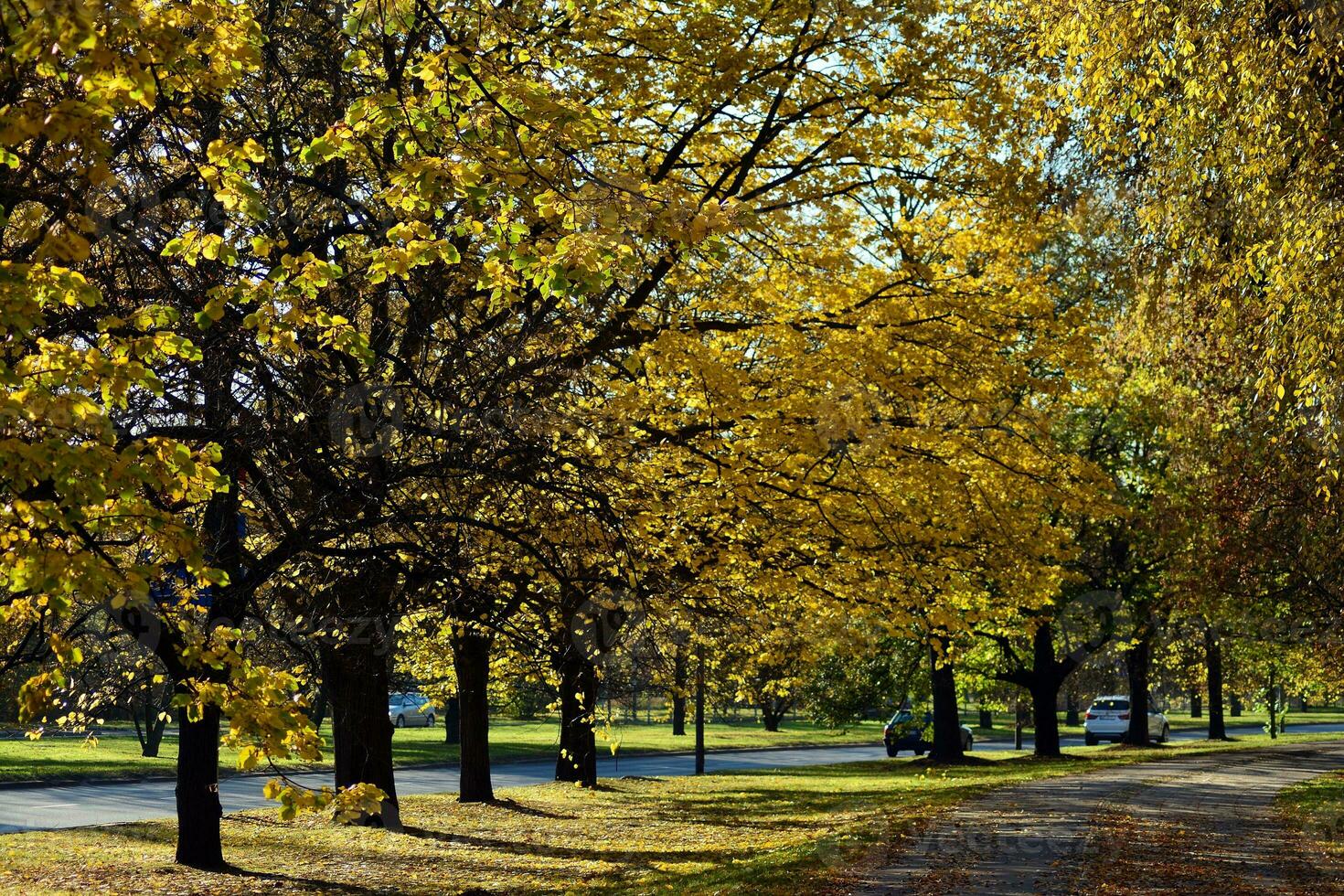 Green trees in the city park photo