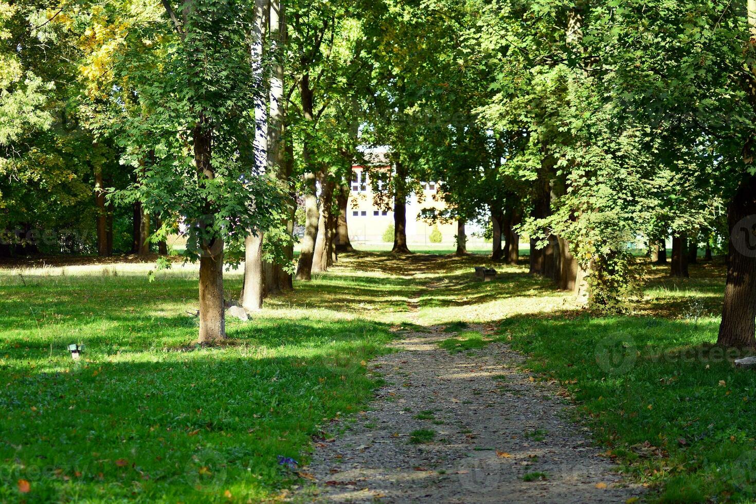 Green trees in the city park photo