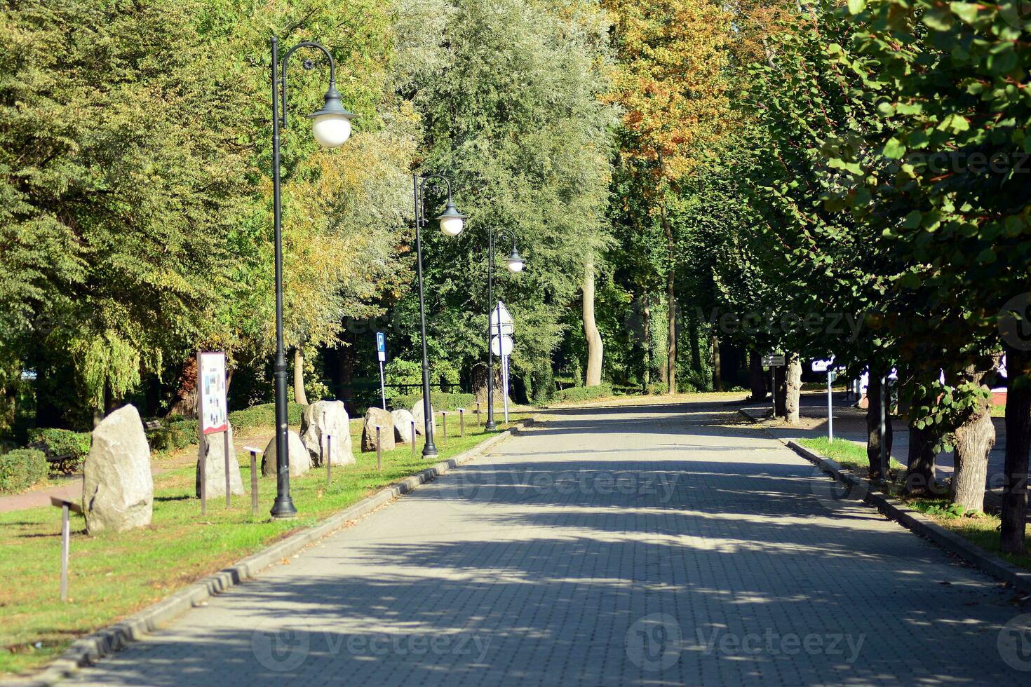 Green trees in the city park photo