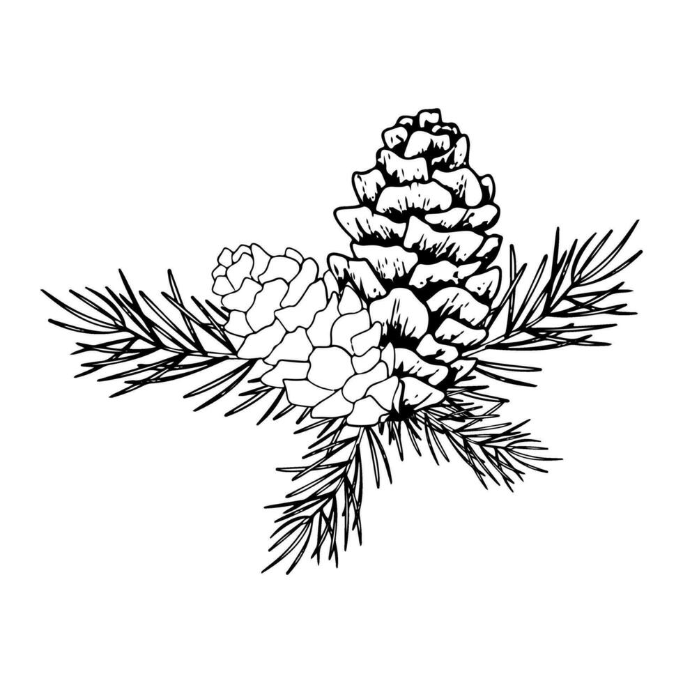 line art pine branch and cones. Ink graphic twig of conifers evergreen tree. Hand painted outline botanical illustration for Christmas greetings, cards, wallpapers, invitation vector