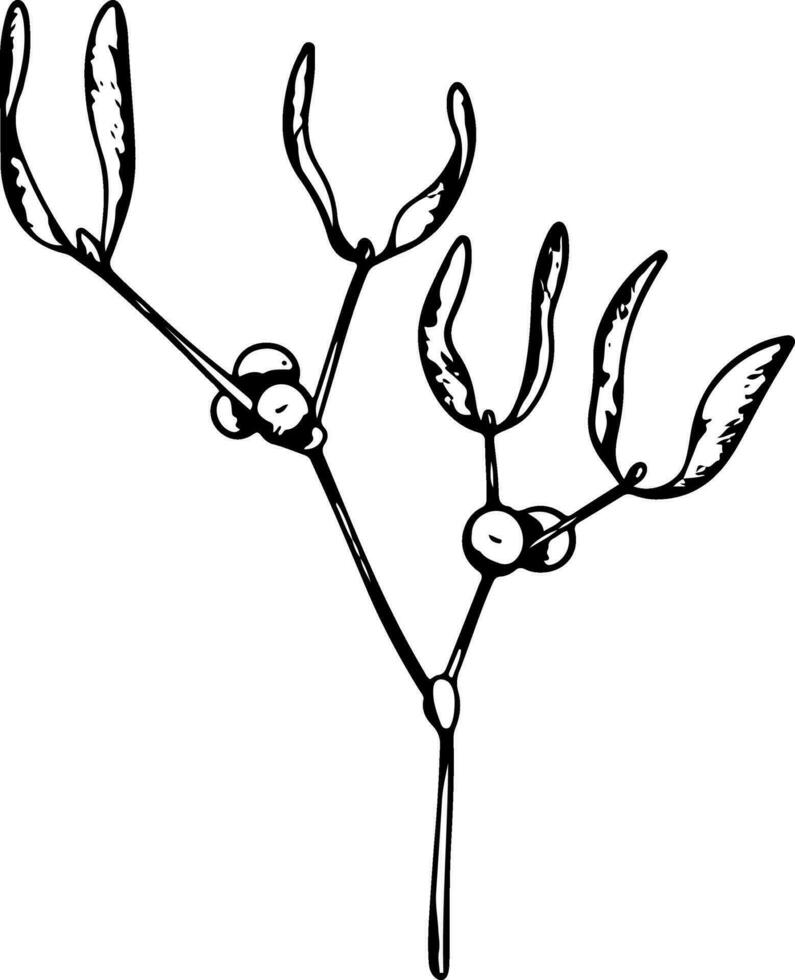 Mistletoe or Viscum branches with leaves and berries. Botanical line art element. Winter plant ink graphic. Hand painted outline illustration for greeting card design, holiday decoration, wedding vector