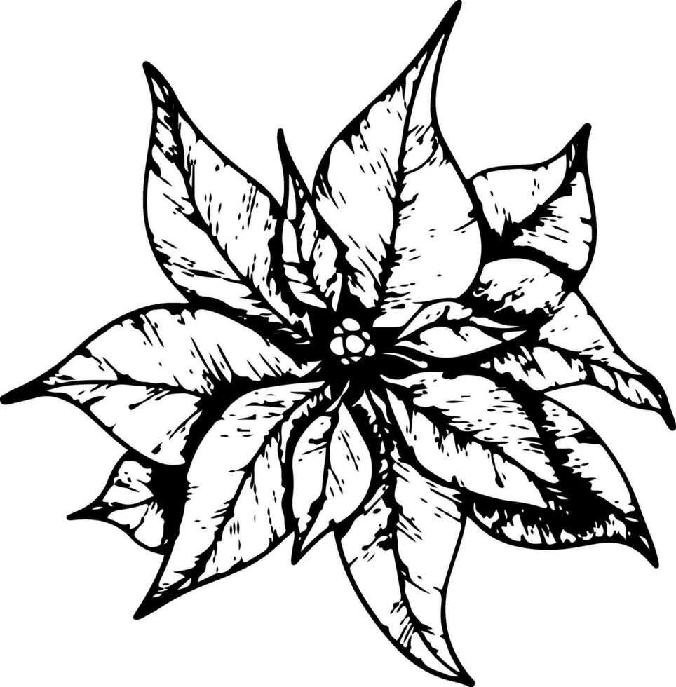 flor de pascua flores, invierno estrella flor. botánico línea Arte elemento. tinta gráfico. mano pintado contorno ilustración para Navidad o nuevo año saludo tarjeta diseño, fiesta decoración, Boda vector