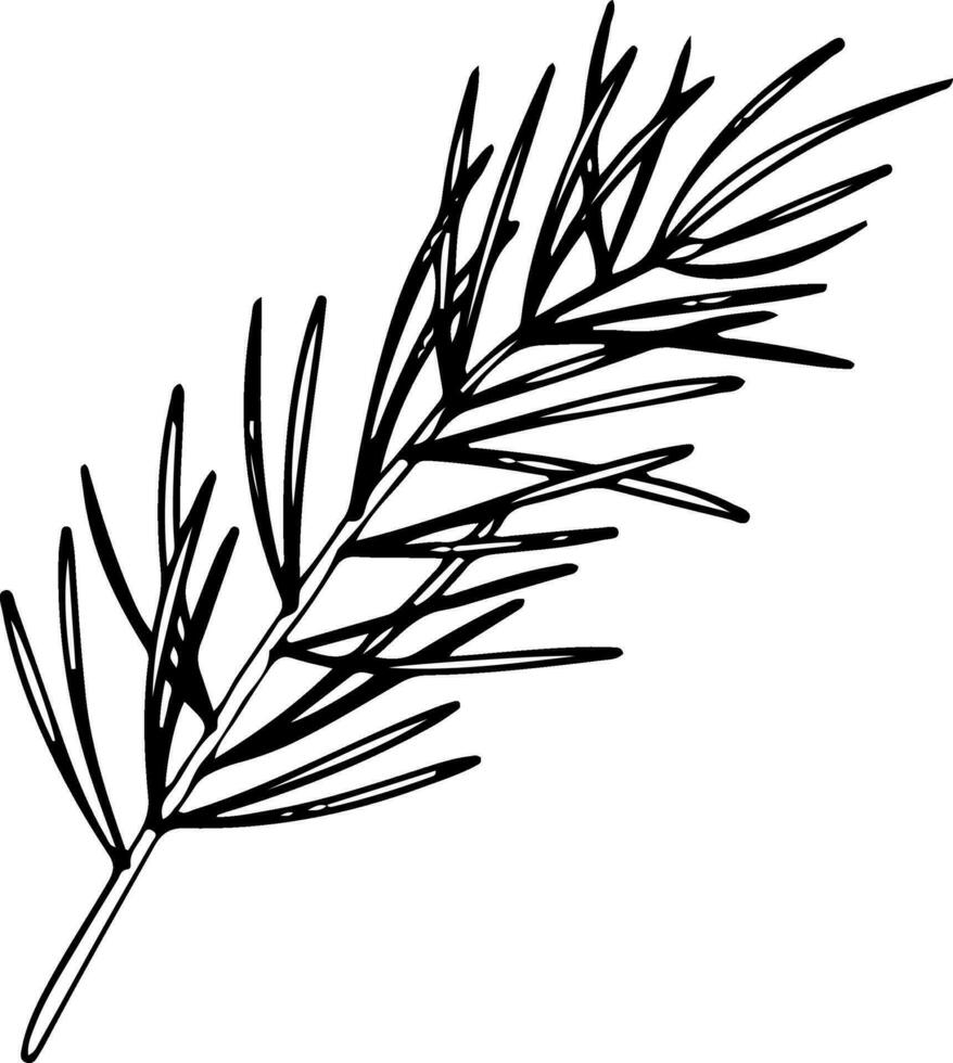 line art pine branch. Ink graphic twig of conifers evergreen tree. Hand painted outline botanical illustration for Christmas greetings, cards, wallpapers, invitation vector