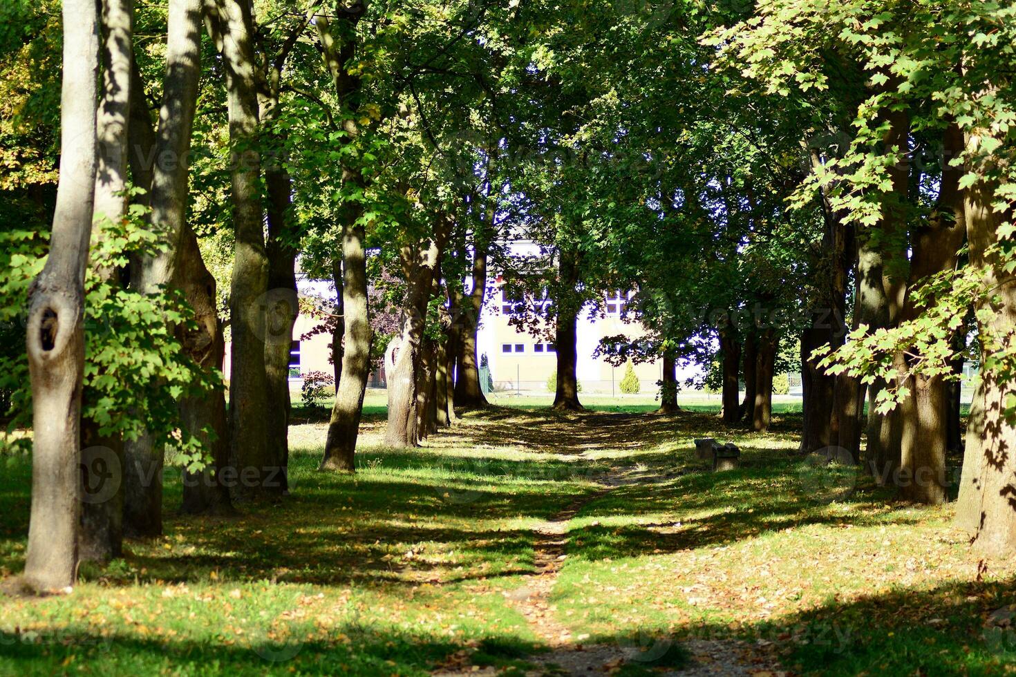 Green trees in the city park photo