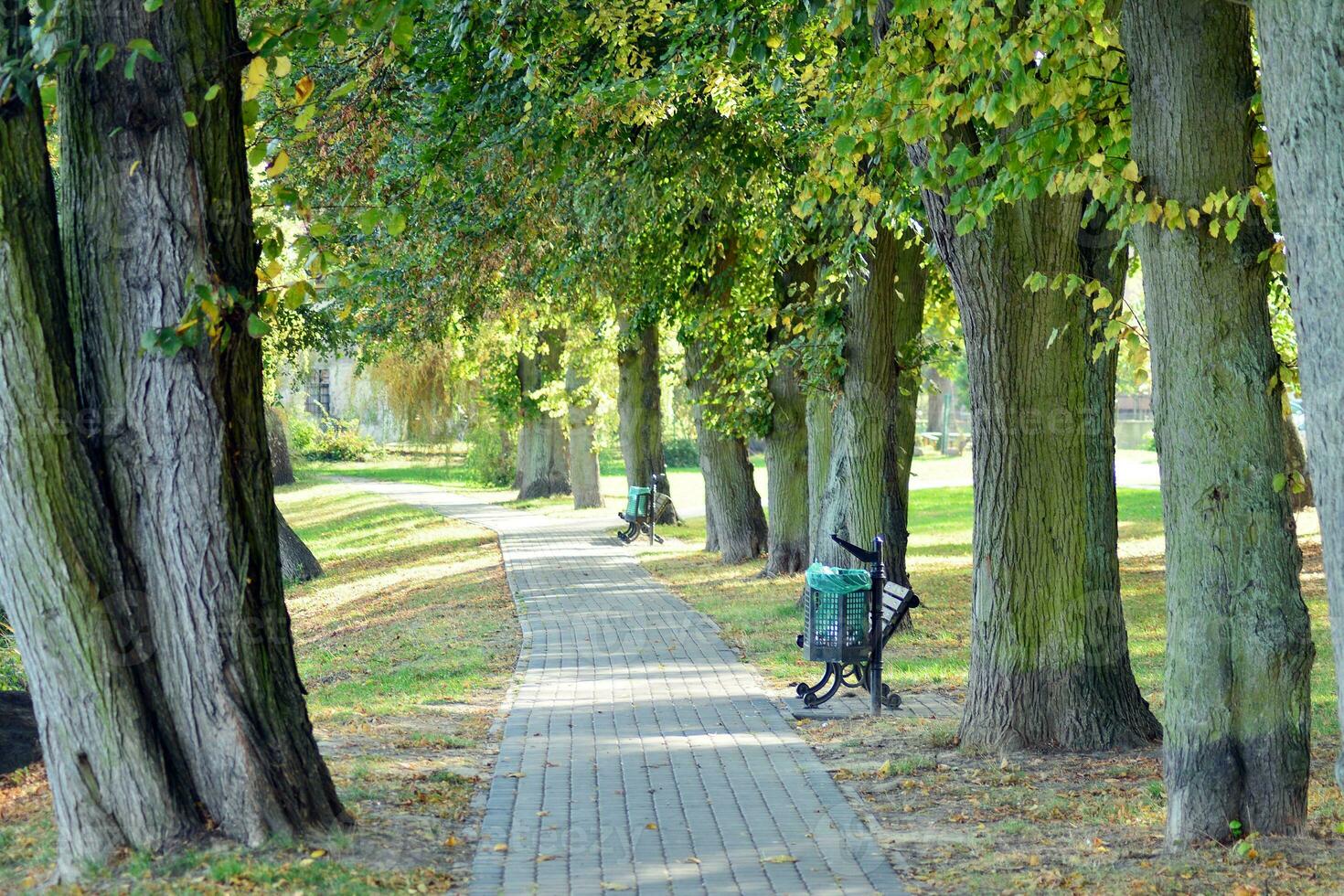 Green trees in the city park photo