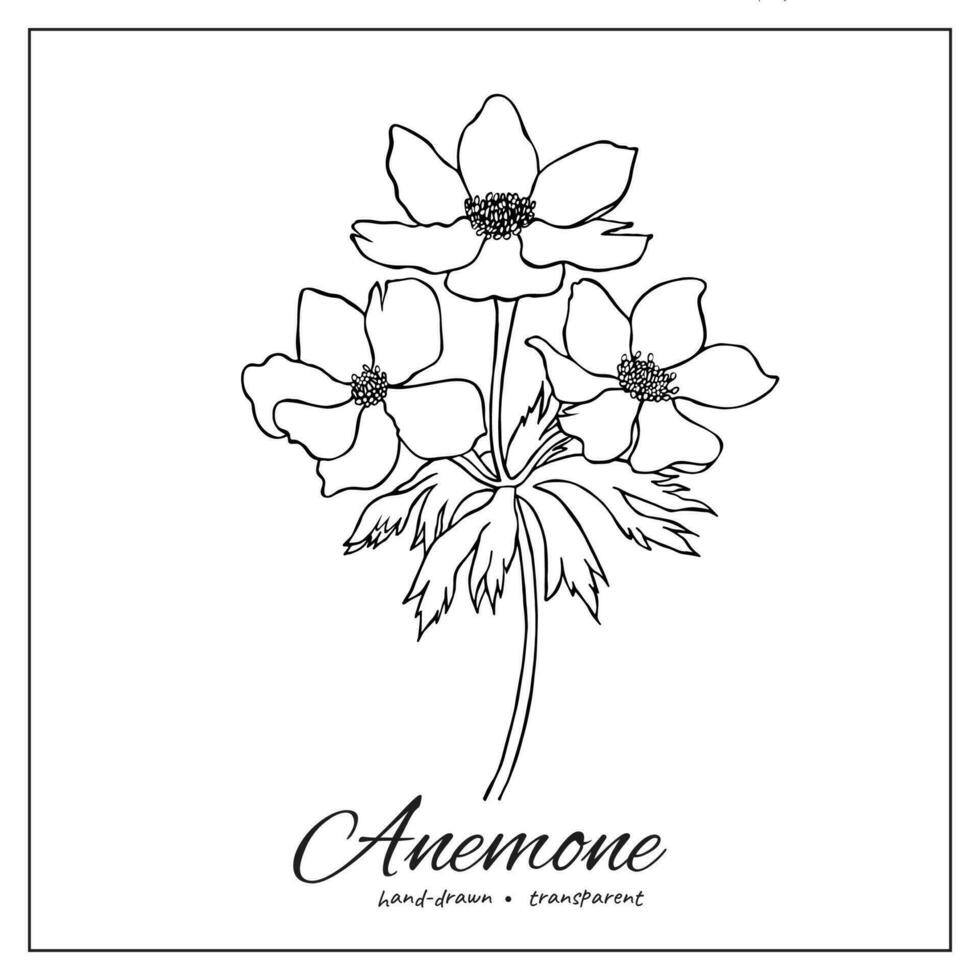 Anemone flowers. Hand drawn botanical elements for coloring books, design, decoration. Bunch of wildflowers. vector