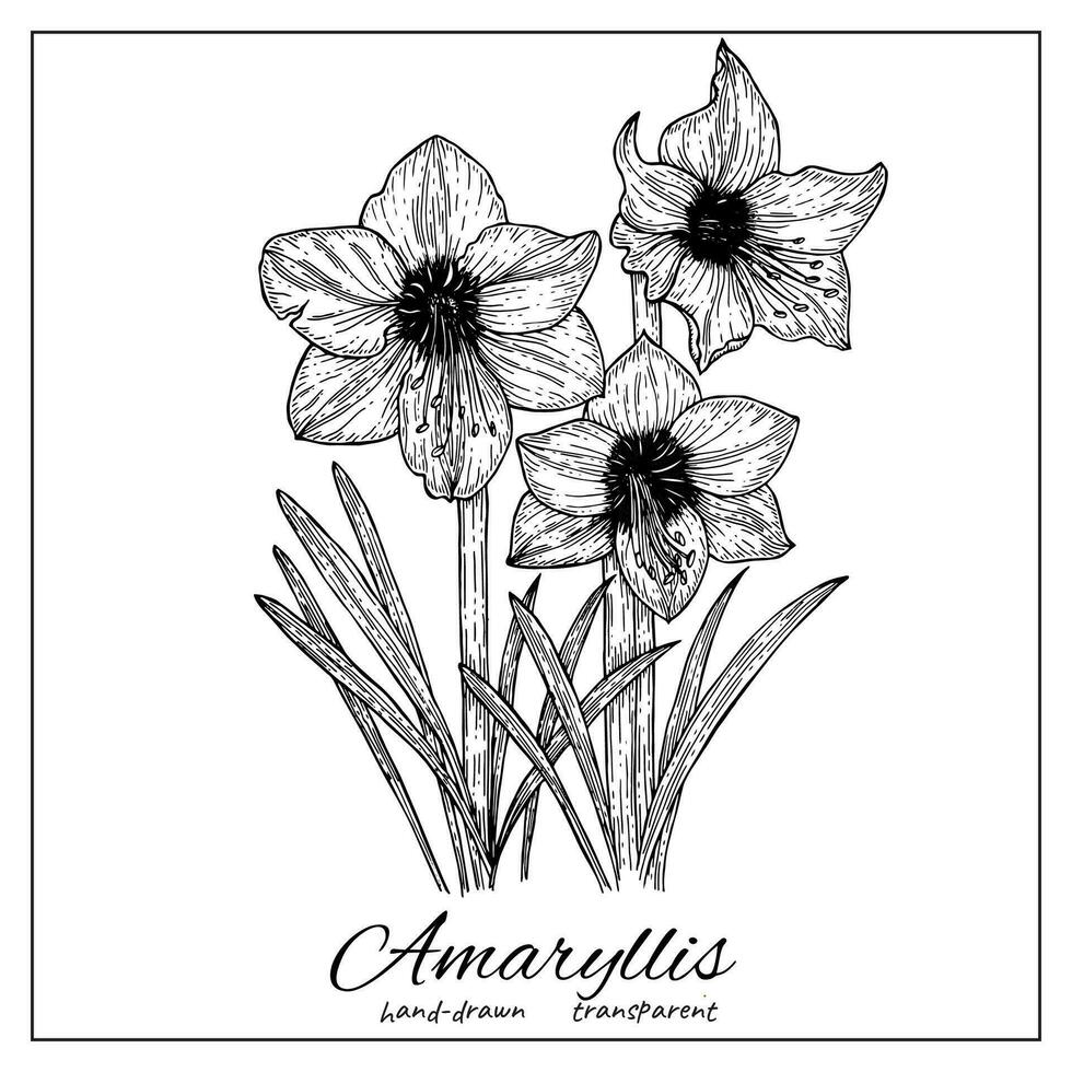 Amaryllis flower blossom. Hand drawn ink botanical illustration for coloring pages, wedding invitation, card, print, tattoo. Japanese style vector