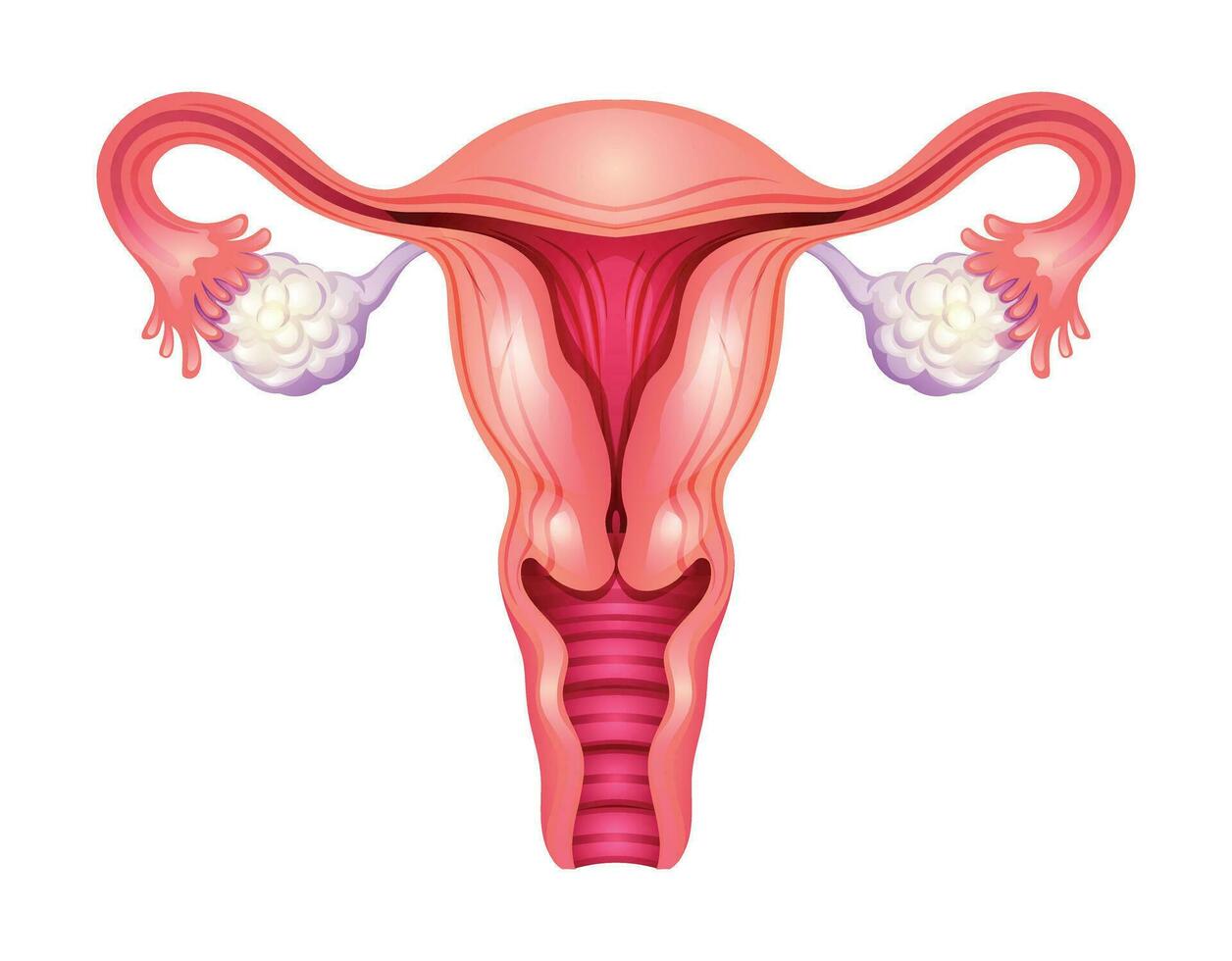 Uterus. Female reproductive system. Vector illustration isolated on white background