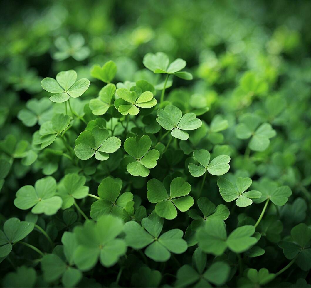 AI generated Green clover leaves on the field. Shallow depth of field. photo