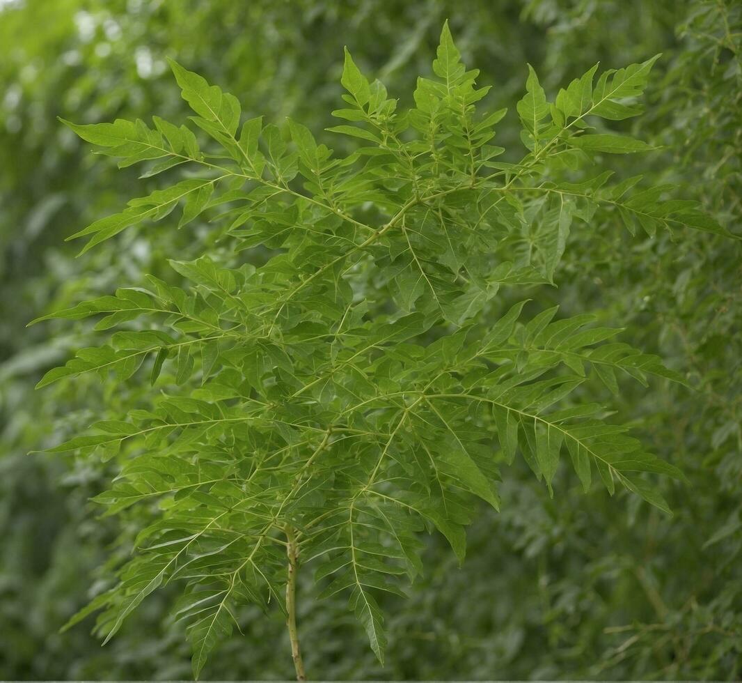 AI generated Green leaves of a papaya tree on a background of green foliage photo